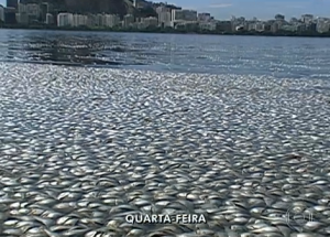 Fish die in Lagoa, Rio de Janeiro, Brazil news