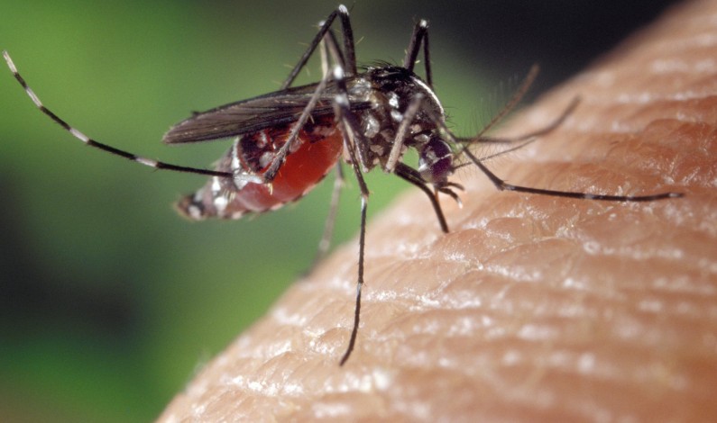 Brazil to Distribute 3.5 Million Fast-Detecting Zika Tests